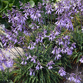 Hosta 'Silly String' PP32127