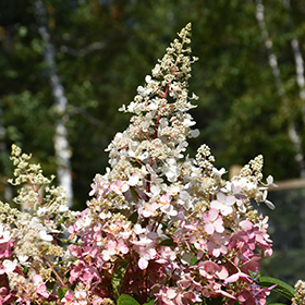 Plant Photo 4