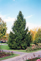 Norway Spruce (Picea abies) at English Gardens