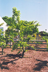 Cresthaven Peach (Prunus persica 'Cresthaven') at English Gardens