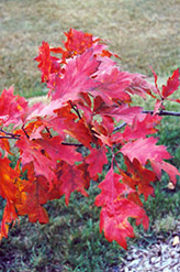 Red Oak (Quercus rubra) at English Gardens