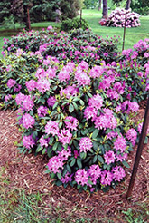 Roseum Elegans Rhododendron (Rhododendron catawbiense 'Roseum Elegans') at English Gardens