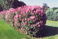 Minuet Lilac (Syringa x prestoniae 'Minuet') at English Gardens