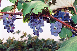 Concord Grape (Vitis 'Concord') at English Gardens