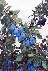 Damson Plum (Prunus 'Damson') at English Gardens