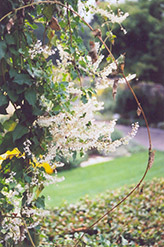 Silver Lace Vine (Polygonum aubertii) at English Gardens