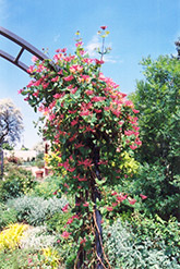 Goldflame Honeysuckle (Lonicera x heckrottii) at English Gardens
