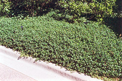 Bowles Periwinkle (Vinca minor 'Bowles') at English Gardens