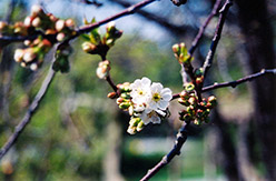 Montmorency Cherry (Prunus 'Montmorency') at English Gardens