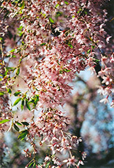 Pink Weeping Higan Cherry (Prunus subhirtella 'Pendula Rosea') at English Gardens