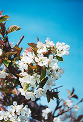 Bing Cherry (Prunus avium 'Bing') at English Gardens