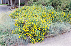 Goldfinger Potentilla (Potentilla fruticosa 'Goldfinger') at English Gardens
