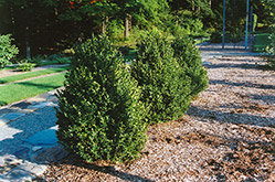 Green Mountain Boxwood (Buxus 'Green Mountain') at English Gardens