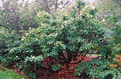 Franklin Tree (Franklinia alatamaha) at English Gardens