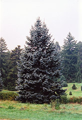 Hoopsii Blue Spruce (Picea pungens 'Hoopsii') at English Gardens