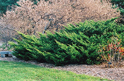 Sea Green Juniper (Juniperus chinensis 'Sea Green') at English Gardens