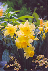 Rejnveld's Early Sensation Daffodil (Narcissus 'Rejnveld's Early Sensation') at English Gardens