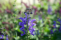 Rhapsody In Blue Meadow Sage (Salvia x superba 'Rhapsody In Blue') at English Gardens