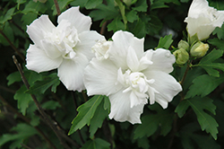 Double White Rose of Sharon (Hibiscus syriacus 'Double White') at English Gardens