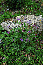 Pasqueflower (Pulsatilla vulgaris) at English Gardens