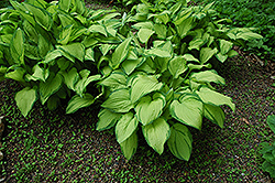 Gold Standard Hosta (Hosta 'Gold Standard') at English Gardens