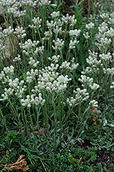 Pussytoes (Antennaria dioica) at English Gardens