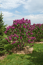 Ludwig Spaeth Lilac (Syringa vulgaris 'Ludwig Spaeth') at English Gardens
