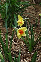 Serola Daffodil (Narcissus 'Serola') at English Gardens