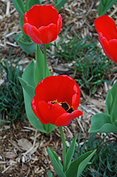 Parade Tulip (Tulipa 'Parade') at English Gardens