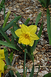 Marieke Daffodil (Narcissus 'Marieke') at English Gardens