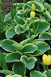 Northern Exposure Hosta (Hosta 'Northern Exposure') at English Gardens