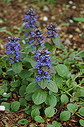 Caitlin's Giant Bugleweed (Ajuga reptans 'Caitlin's Giant') at English Gardens