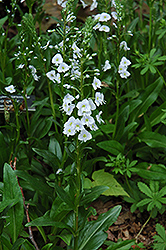 Gentian Speedwell (Veronica gentianoides) at English Gardens