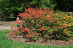 Mandarin Lights Azalea (Rhododendron 'Mandarin Lights') at English Gardens