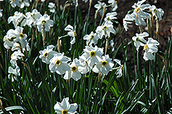 Poeticus Recurvus Daffodil (Narcissus 'Poeticus Recurvus') at English Gardens