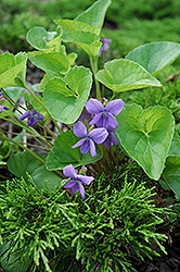 Wooly Blue Violet (Viola sororia) at English Gardens