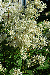 White Fleeceflower (Persicaria polymorpha) at English Gardens