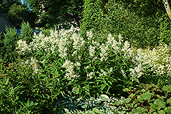 White Fleeceflower (Persicaria polymorpha) at English Gardens