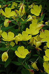 Yellow Sundrops (Oenothera tetragona) at English Gardens