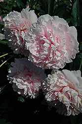 Sarah Bernhardt Peony (Paeonia 'Sarah Bernhardt') at English Gardens