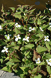 Variegated Chameleon Plant (Houttuynia cordata 'Variegata') at English Gardens