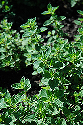 Oregano (Origanum vulgare) at English Gardens