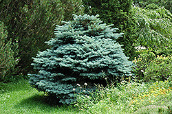 Globe Blue Spruce (Picea pungens 'Globosa') at English Gardens