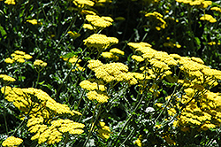 Moonshine Yarrow (Achillea 'Moonshine') at English Gardens