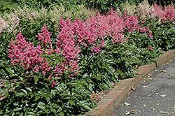 Rheinland Astilbe (Astilbe japonica 'Rheinland') at English Gardens