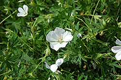 White Cranesbill (Geranium sanguineum 'Album') at English Gardens