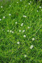 Scotch Moss (Sagina subulata 'Aurea') at English Gardens