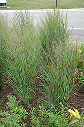 Shenandoah Reed Switch Grass (Panicum virgatum 'Shenandoah') at English Gardens
