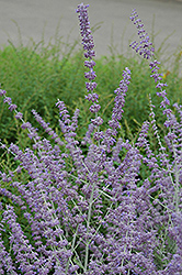 Russian Sage (Perovskia atriplicifolia) at English Gardens