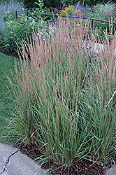 Variegated Reed Grass (Calamagrostis x acutiflora 'Overdam') at English Gardens